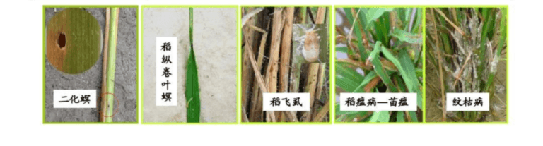 水稲病害虫要因